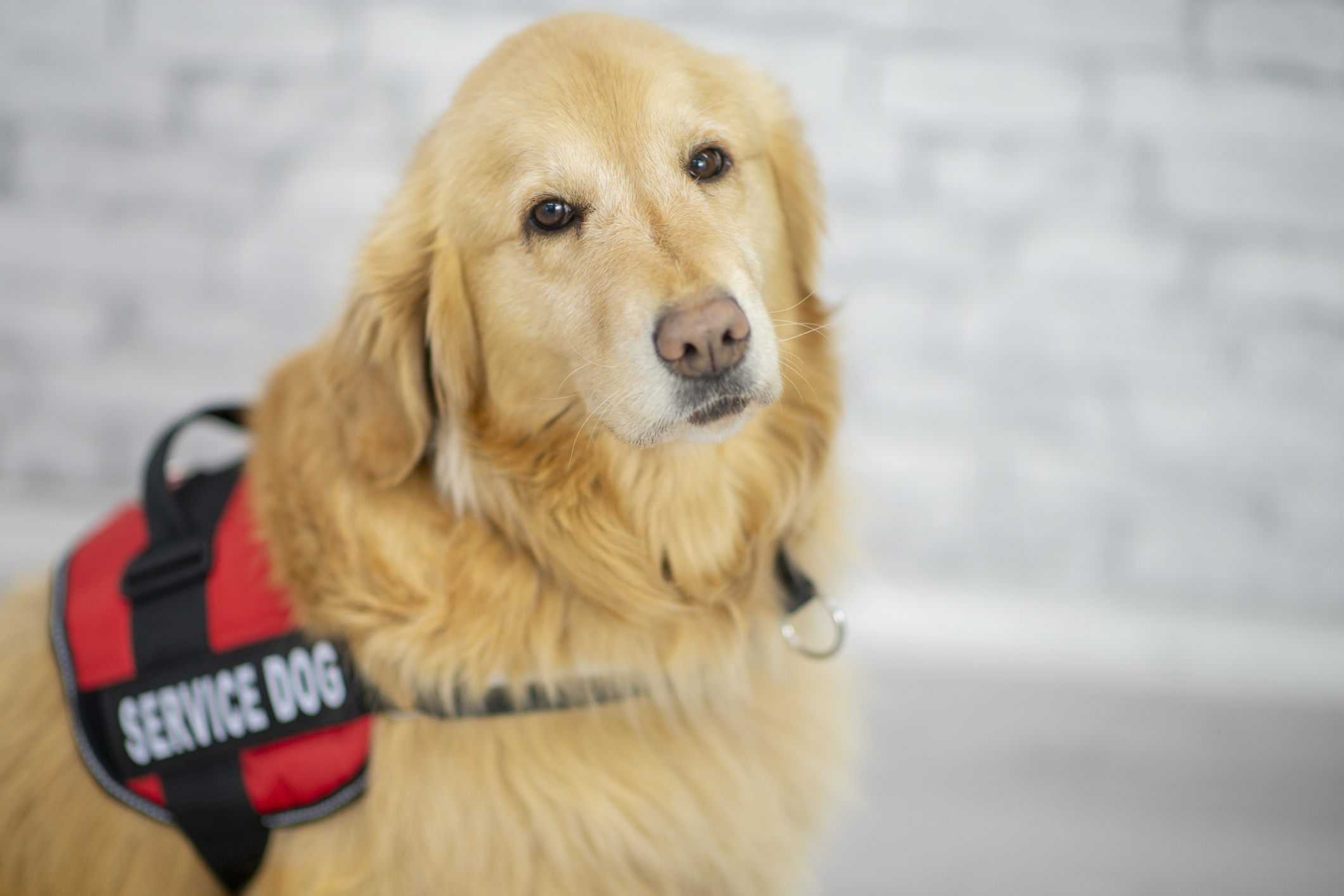 ADA Service Dog